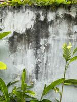 there is a wall with a plant growing on it and a building in the background photo