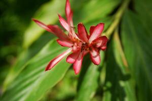 there is a red flower that is growing on a green plant photo