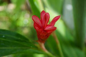 there is a red flower that is growing on a green plant photo