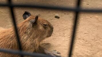 there is a capybara sitting in the dirt behind a fence photo