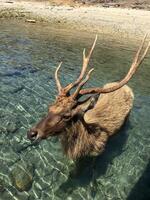 High angle view of deer in lake. there is a deer that is standing in the water photo