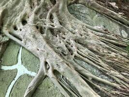 there is a large tree that has grown over a rock photo
