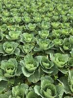 there are many cabbage plants growing in the field together photo
