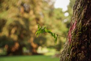 there is a small plant growing on the bark of a tree photo