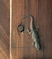 lizard creeping in wood wall. reptile animal sign and symbol. photo