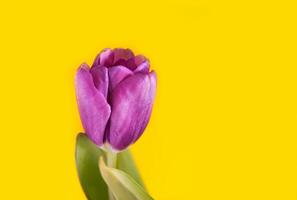 Purple tulip flowers on bright yellow background. photo