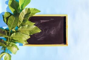 Green leaves on a soft blue background and black framed chalkboard. photo