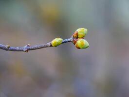 The first spring green buds and leaves on tree branches. photo