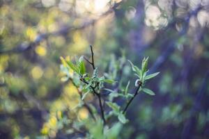 The first spring green buds and leaves on tree branches. photo