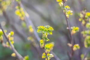 The first spring green buds and leaves on tree branches. photo