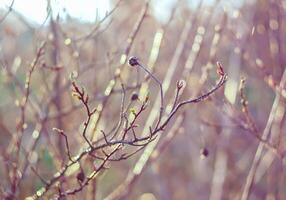 The first spring green buds and leaves on tree branches. photo