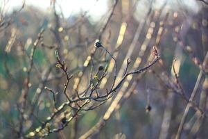The first spring green buds and leaves on tree branches. photo