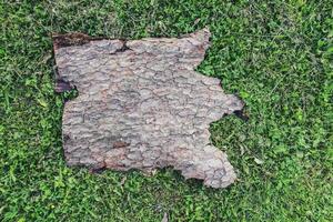 Piece of tree bark with rough natural texture on green grass. photo