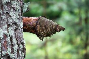 Pine tree branch in arrow form in a summer forest. photo