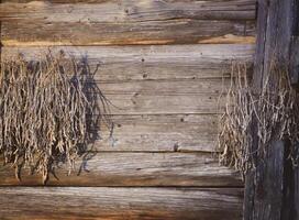 Dried beans hanging on wooden wall of the old shed in village photo