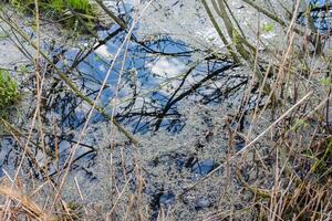 Water in a stream in a forest at spring photo