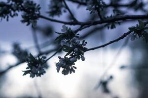 Blooming cherry tree branches on evening sky background in spring garden. photo