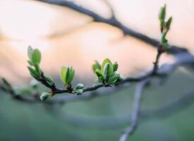 Tree branches on evening sky background in spring garden. photo