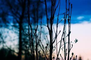 Tree branches on evening sky background in spring garden. photo