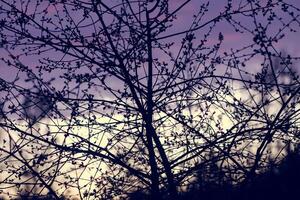 Tree branches on evening sky background in spring garden. photo