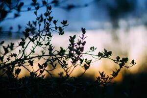Tree branches on evening sky background in spring garden. photo