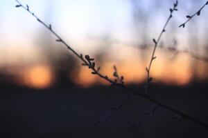 Silhouettes of branches of a tree in the dawn sun photo