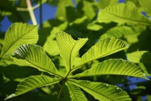 Spring leaves of chestnut tree photo