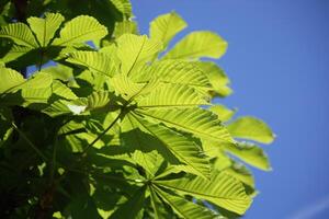 Spring leaves of chestnut tree photo