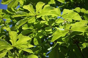 Spring leaves of chestnut tree photo