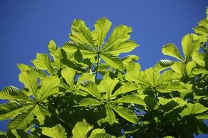 Spring leaves of chestnut tree photo