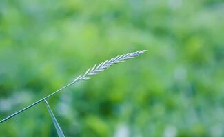 Green grass on a field close up. photo