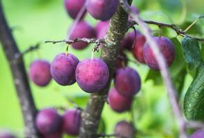Ripe organic fresh plum fruits on tree branches in summer garden photo