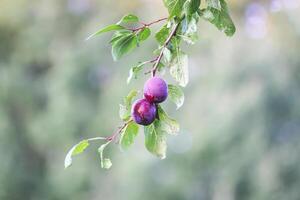 Ripe organic fresh plum fruits on tree branches in summer garden photo