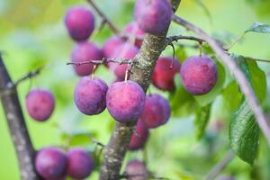 Ripe organic fresh plum fruits on tree branches in summer garden photo