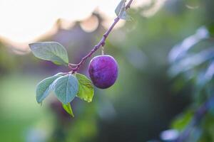 Ripe organic fresh plum fruits on tree branches in summer garden photo