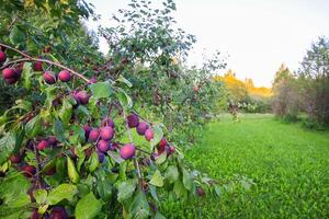 Ripe organic fresh plum fruits on tree branches in summer garden photo