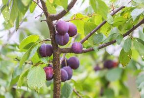 Ripe juicy fruits on a plum tree in summer garden. Fresh organic plums growing in countryside photo