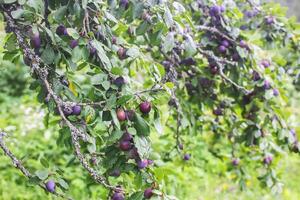 Ripe juicy fruits on a plum tree in summer garden. Fresh organic plums growing in countryside photo