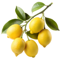 Fresh yellow lemons on branch with green leaves png