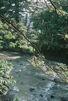 Tree branches framing a view of a large river, capturing the serene interplay between nature and water photo