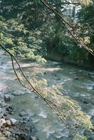 Tree branches framing a view of a large river, capturing the serene interplay between nature and water photo