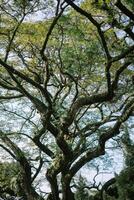 A towering, majestic tree against a backdrop of clear skies, epitomizing nature's grandeur and the tranquility of open spaces photo