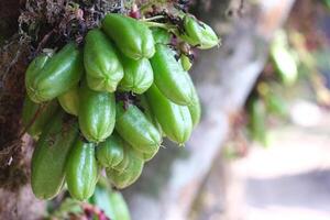 Averrhoa bilimbi, It has a sour taste and can be used as an ingredient in a variety of dishes photo