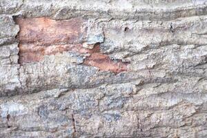 Old wood with the bark cracked off background, Wood texture photo