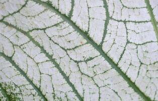 Abstract green leaf texture, Leaves background photo