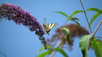 ein verbreitet Gelb Schwalbenschwanz Papilio machaon auf das Blume von ein Schmetterling Busch buddleja davidii . schließen hoch, schleppend Bewegung video