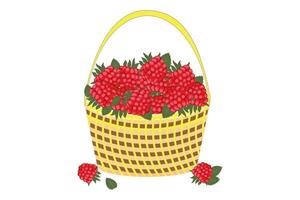 Raspberries in a basket. Ripe raspberry with sepals. Raspberry close-up. Ideal for food and marketing related projects. . vector