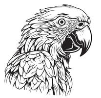 antique engraving drawing illustration of parrot head isolated on white background vector