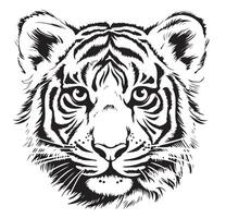 Tiger drawn with ink from the hands of a predator tattoo vector