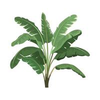 Tropical bananas palm tree. Design for banner, textile, wallpaper. Cartoon illustration. Isolated on white background vector